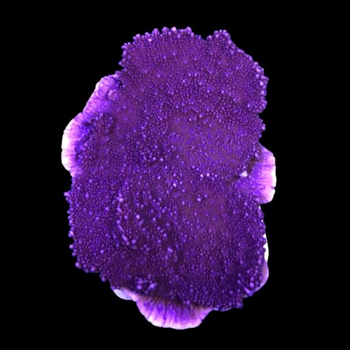Montipora Capricornio Purple M
