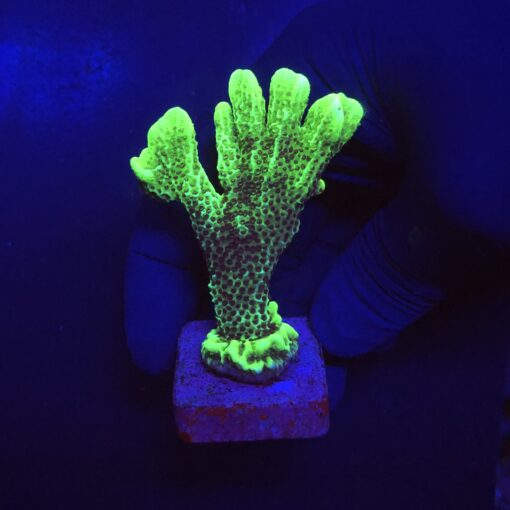 Montipora Confusa Lemon (Spongodes) G