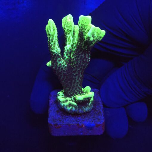 Montipora Confusa Lemon (Spongodes) G