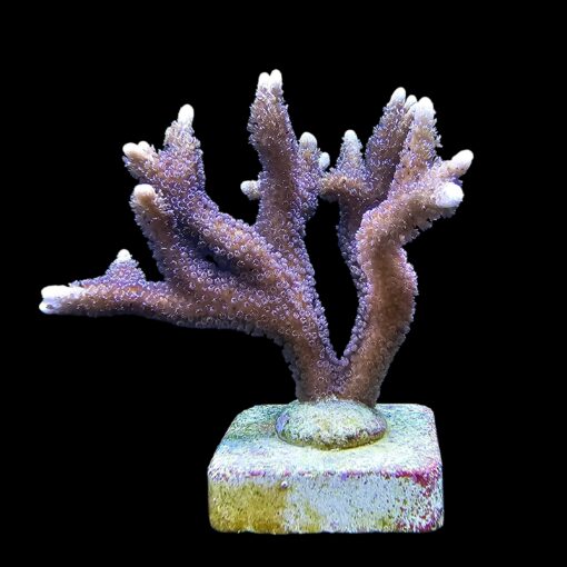 Montipora Digitada Blue German Mini Colônia