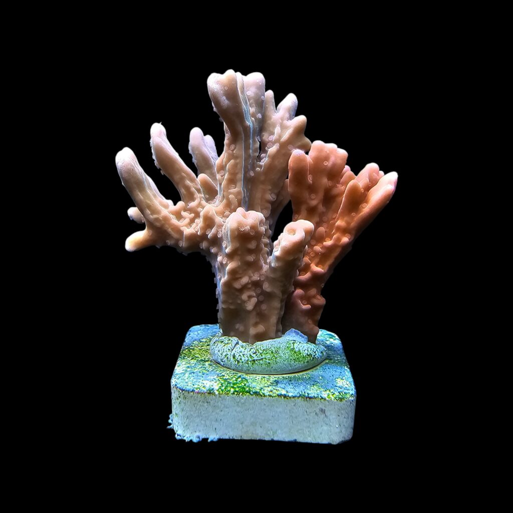Ocyan