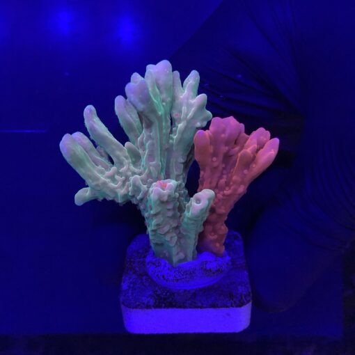 Montipora Setosa Grafted G