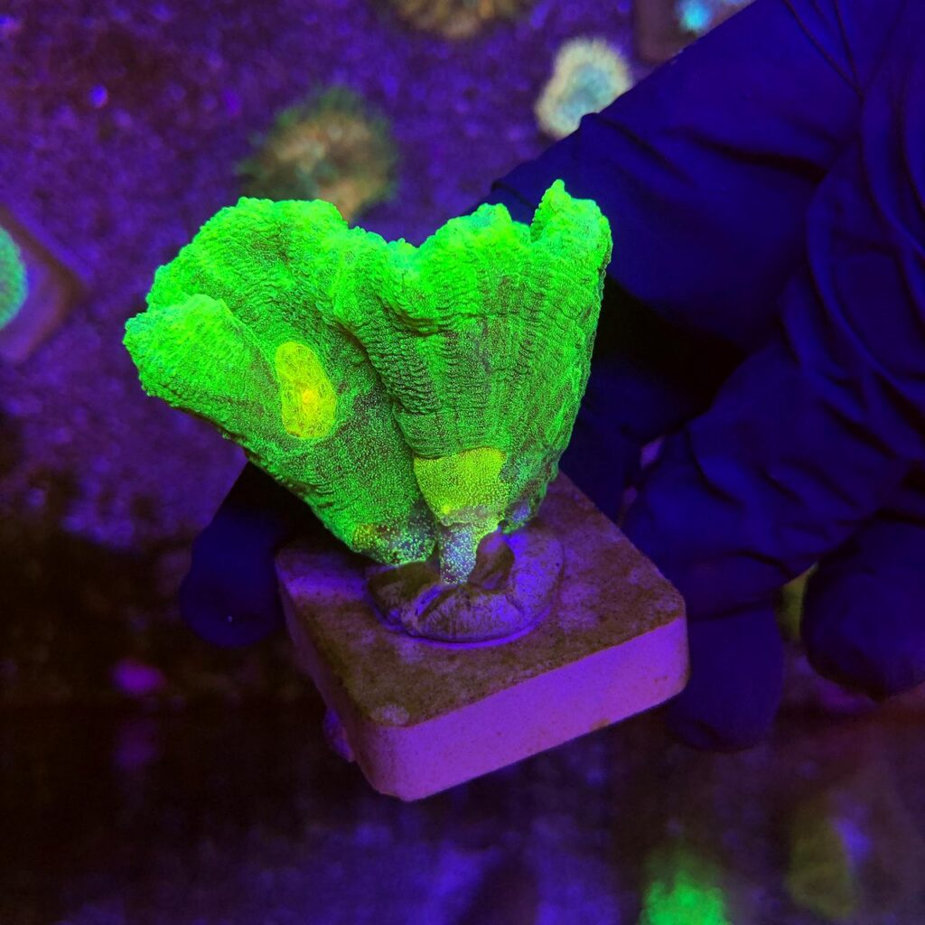 Ocyan