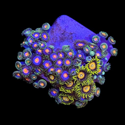 Zoanthus Mix M