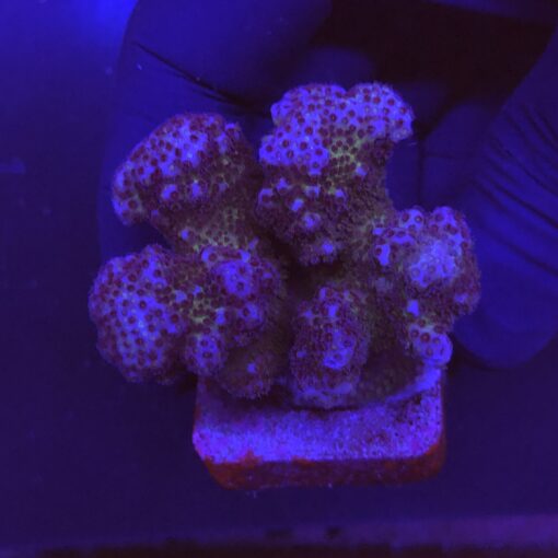Pocillopora Pink M
