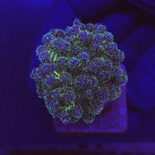 Pocillopora Purple M