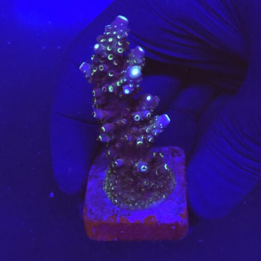 Salmoensis Purple G