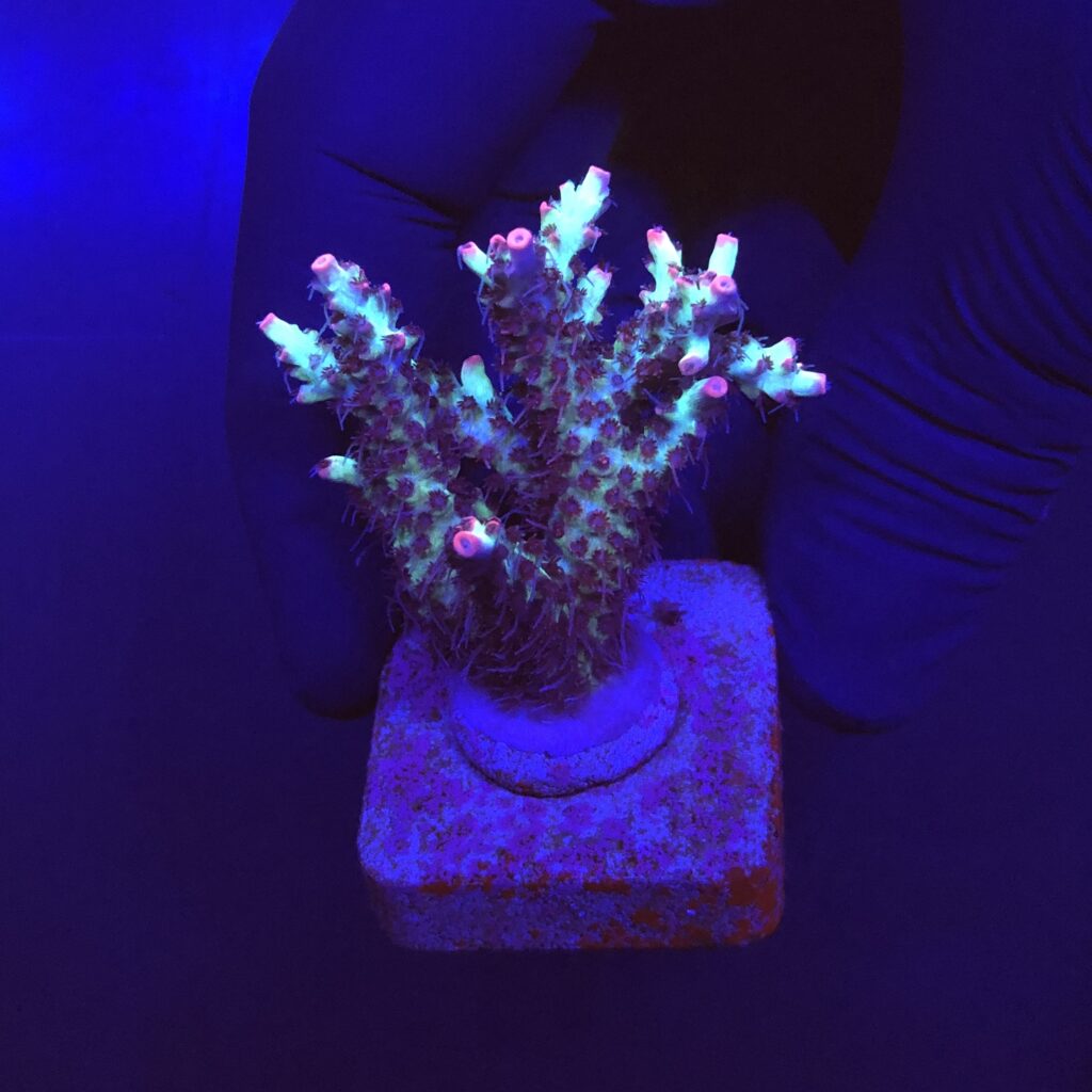 Ocyan