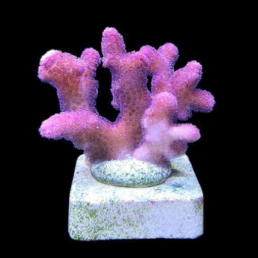 Stylophora Pink M