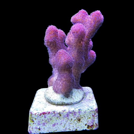 Stylophora Pink M