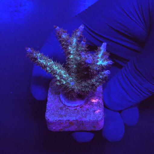Subulata Purple M