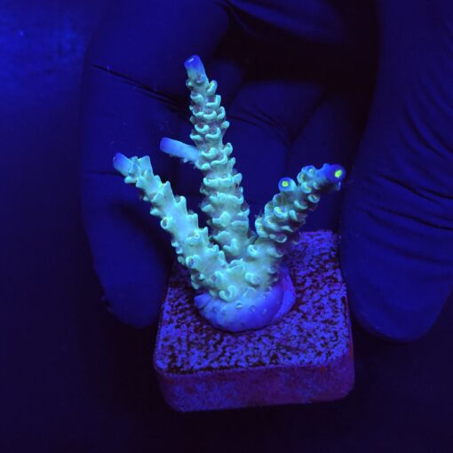 OR Tenuis Blue Ice M
