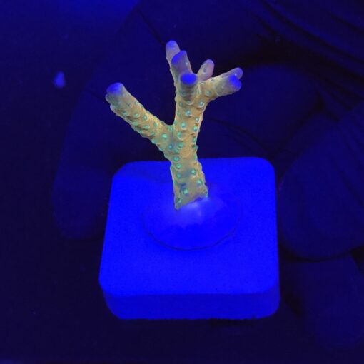 Tropicana Anacropora P