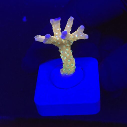Tropicana Anacropora P