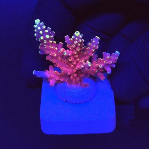 Austera Pink Yellow Tips M