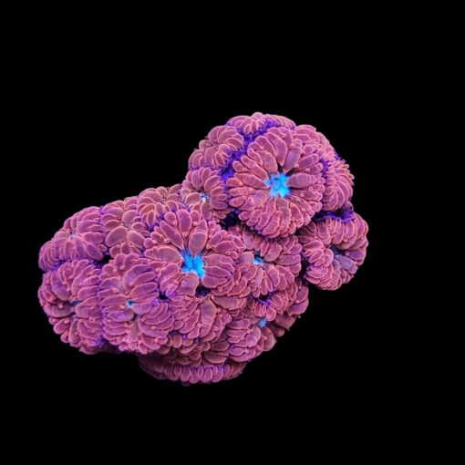 Blastomussa Merletti M