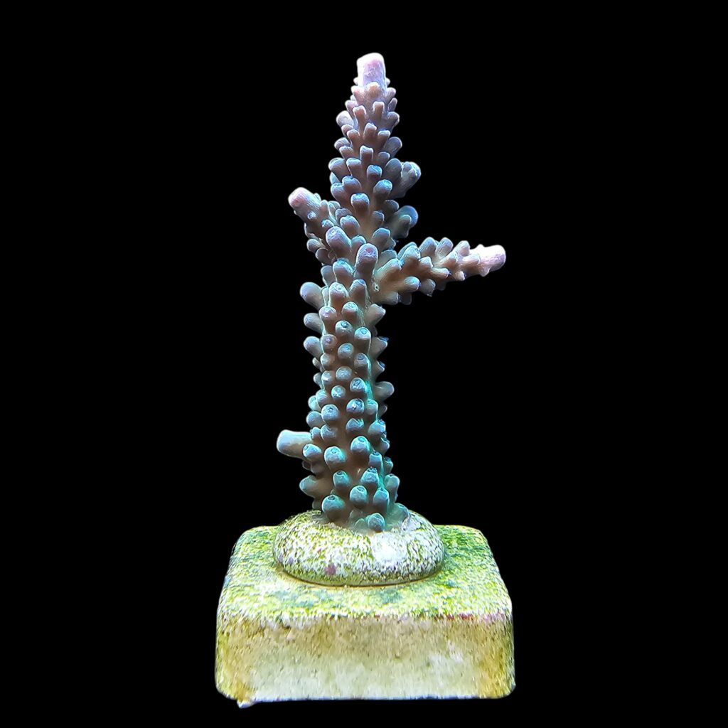 Ocyan