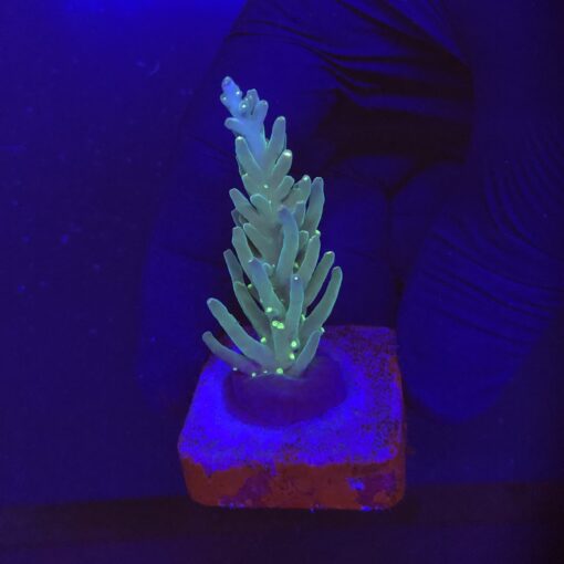Caroliniana Purple Neon Polyps M
