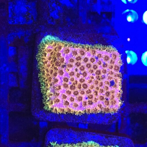 Cyphastrea Four Colors M