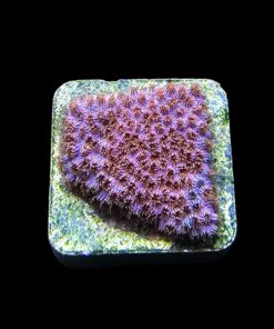 Alternative view of Cyphastrea Four Colors M