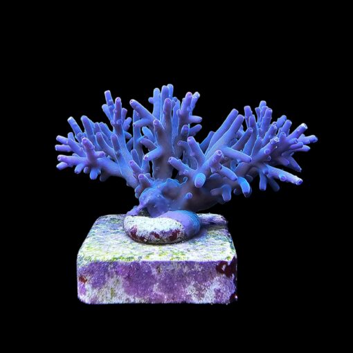 Echinata Hawkins G