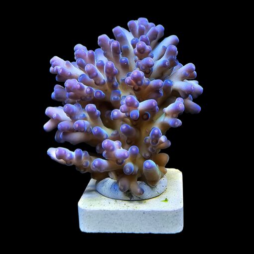 Lorips Blue Tips Mini Colônia
