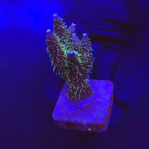 Millepora Blue G