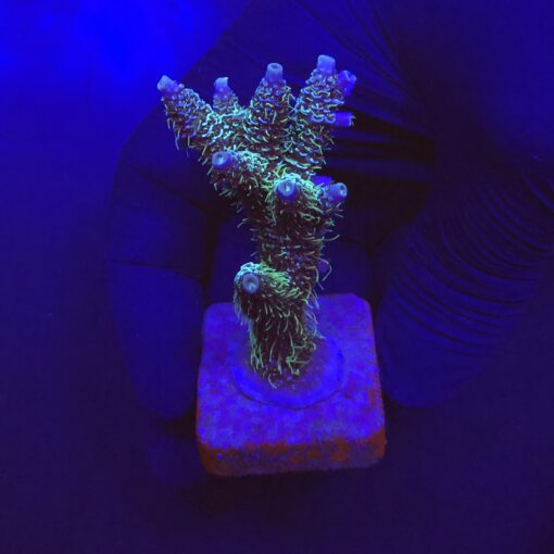 Millepora Blue G