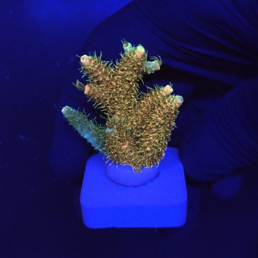 Millepora Orange Yellow Tips M