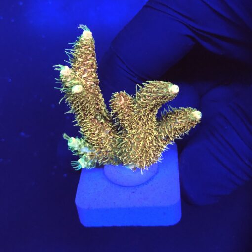 Millepora Orange Yellow Tips M