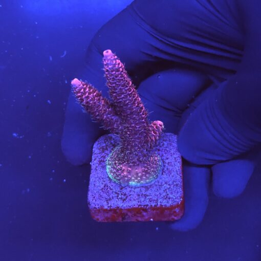 Millepora Pink M