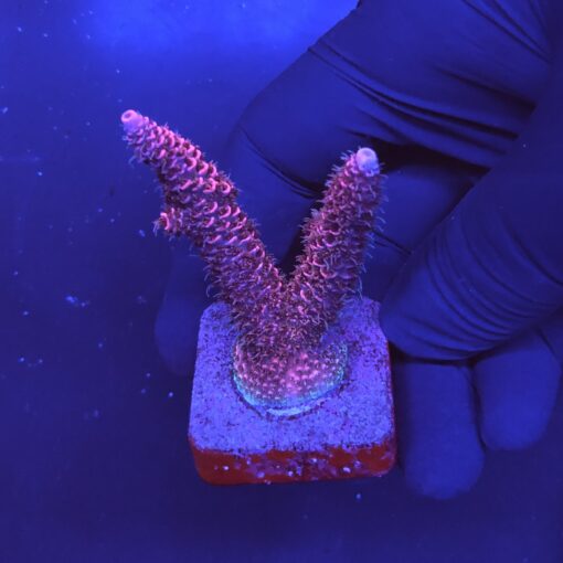 Millepora Pink M