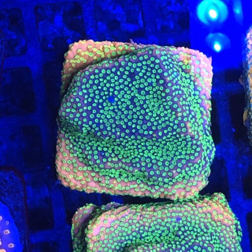 Montipora Sunset M