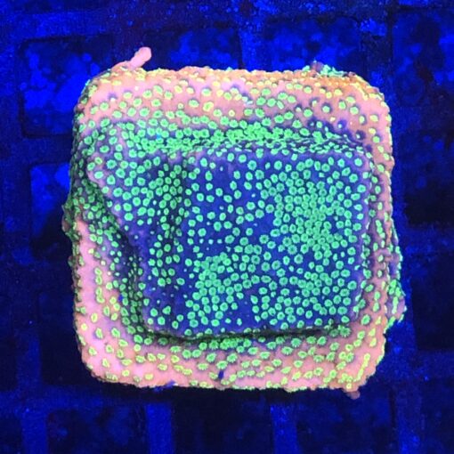 Montipora Sunset M