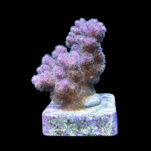 Pocillopora Purple M