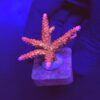 Red Robin Staghorn G