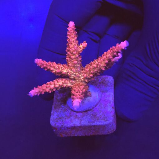 Red Robin Staghorn G