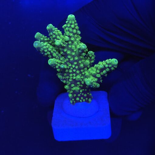Salmoensis Green G