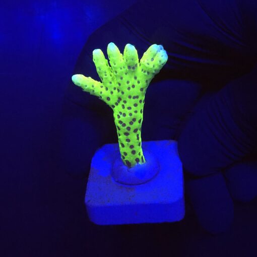 Slime Ball Anacropora M