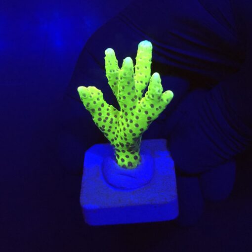 Slime Ball Anacropora M