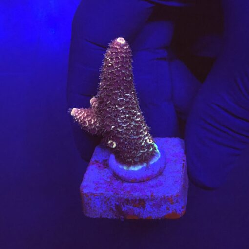 Spathulata Purple Tips M