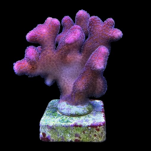 Stylophora Pink G