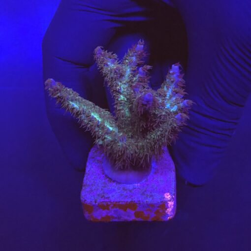 Subulata Purple G