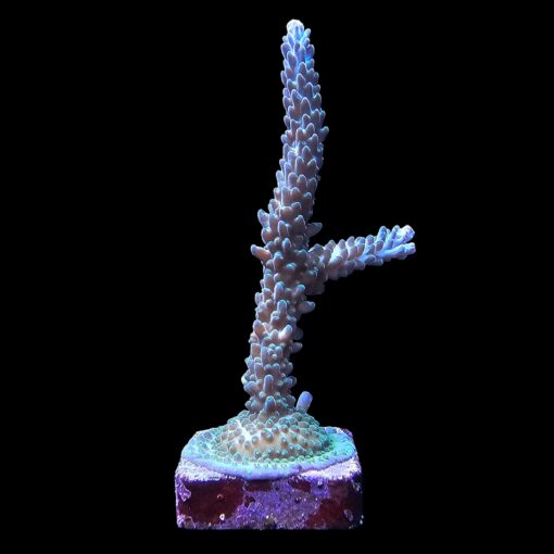 Tortuosa Turcoise G