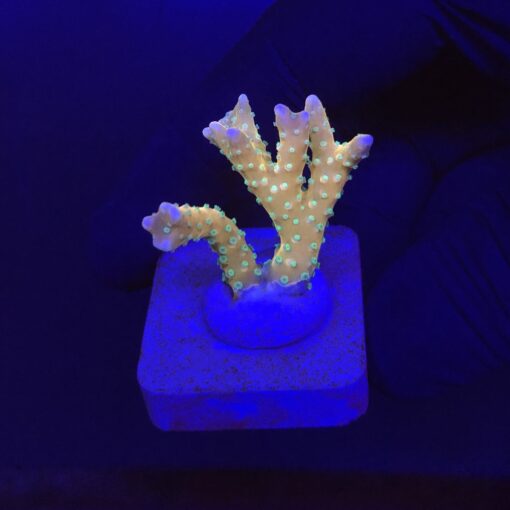 Tropicana Anacropora M