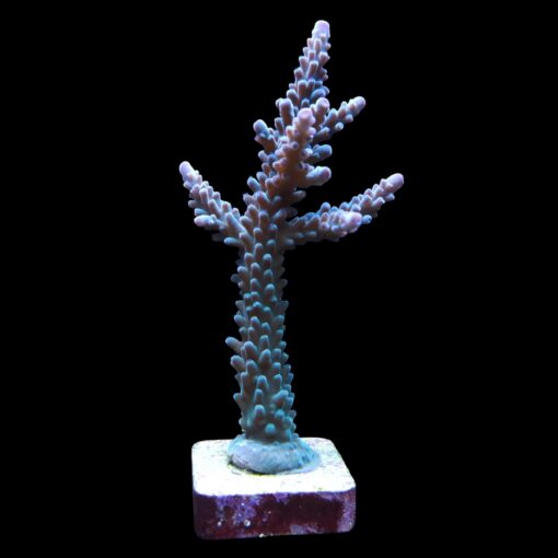 Blueberry Mini Colônia