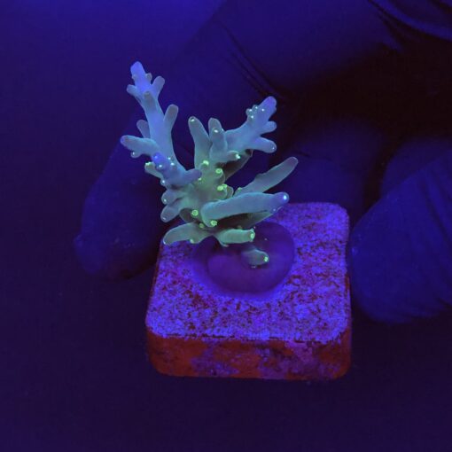 Caroliniana Purple Neon Polyps M