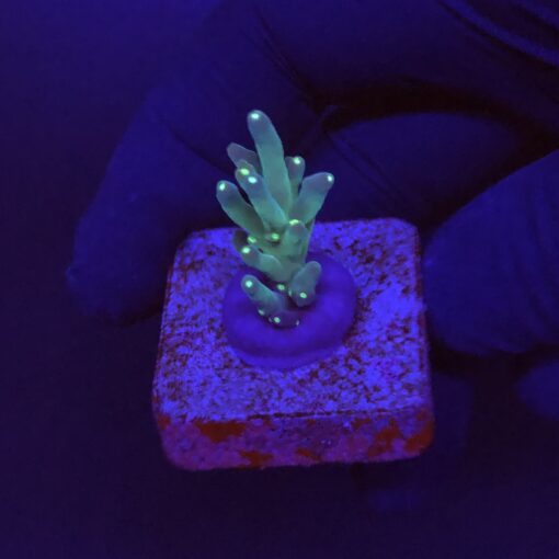 Caroliniana Purple Neon Polyps P
