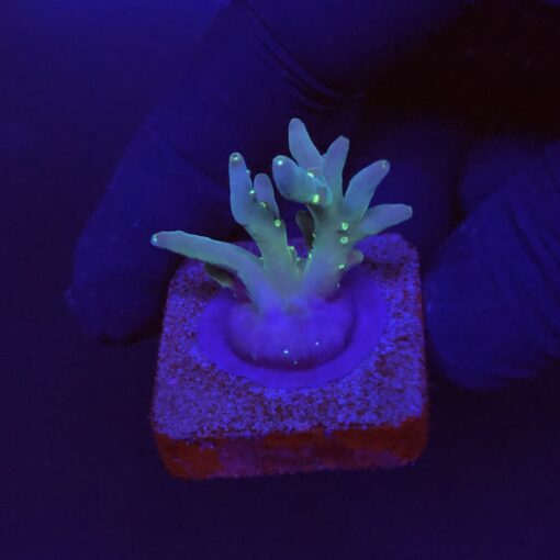 Caroliniana Purple Neon Polyps P