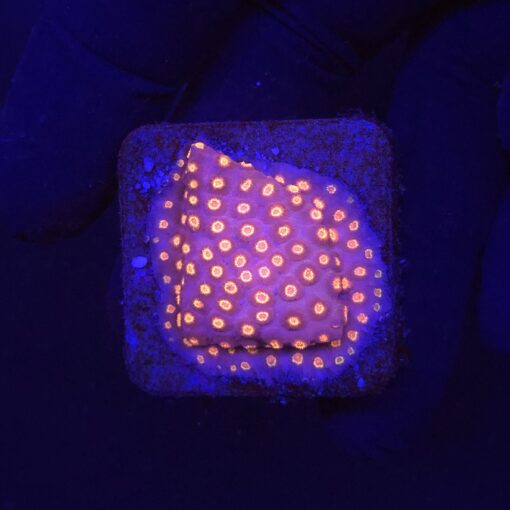 Cyphastrea Purple Monster M